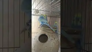 Violet rainbow budgies #rainbowbudgiesworld