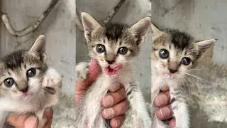 Introducing Mithu 🐱 another motherless baby thrown in Gunda Planet 🥺🥹🥹🥺