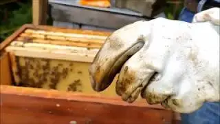 OĞUL ARILARI ALDIKTAN 5 GÜN SONRA KOVANDAKİ DURUMU. 2. BÖLÜM