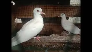 Puter Hias Kombinasi Tangerine Violet Dan Ivory, Fts Farm 17