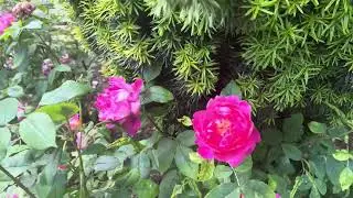 Tatton Park Cheshire Rose garden FULL TOUR - Beautiful Roses