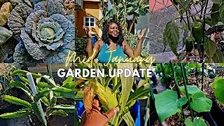 Mid January Update What's Growing In The Food Forest #jamaicagarden #growingincontainers 