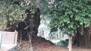 পোড়াগাছীর টেরিকোটার  বহু পুরাতন শিব, কালী ও দুর্গা মন্দির।