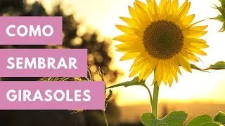Cómo Sembrar GIRASOLES En Maceta//cultivo del girasol//manos de tierra