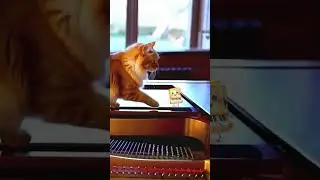 Cat and Mouse Game #pianolessons  #playbasedlearning
