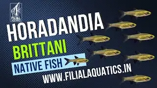 Horadandia brittani #nanofish #india #aquascaping #aquarium