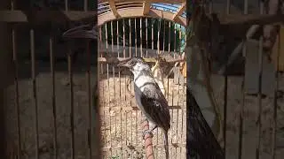 Burung kutilang belajar  full isian kacer cucak ijo murai batu kicau mania aviary unik bird
