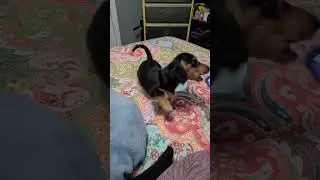 puppy reaction to puppy crying video #dachshundpuppy #miniaturedachshund #smallbreed #cute