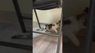 🚨 Kitty Fighting for Her Life After Birth Defect, Her Legs Critically Underdeveloped [STORY BELOW]