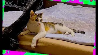 #691 Flora and Venus 😸 Funny and adorable cats
