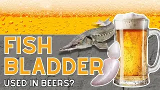 The Strange Secret Behind Beer&rsquo;s Clarity: Fish Bladders in Your Pint?