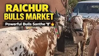 Raichur Karnataka Bulls Market Videos// రాయచూరు బుల్ మార్కెట్ 26/01/2026