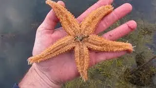 Creature Feature: the Purple Seastar (Asterias rubens)