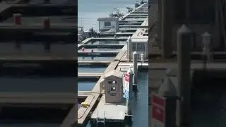 Open Secret - Navy testing on dolphins and seals in San Diego