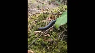 Centipede millepede on moss