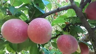 BUHAY BUKID/CYPRUS FRUITS/FRESH FRUIT TREES