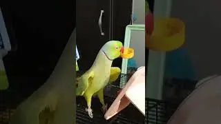 Hello-waiting is over, let's enjoy my fun ❤️🦜