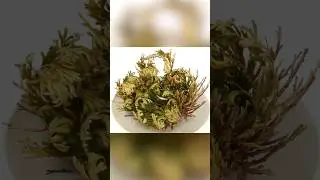 Самое стойкое существо в пустыне. Плаунок чешуелистный