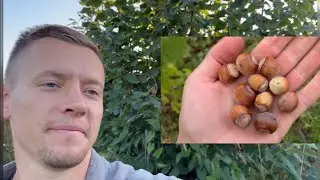 Не сажайте фундук из семян, пока не посмотрите это видео!