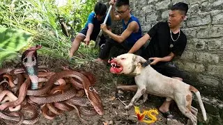 Brave Hunter Use Pitbull Dog Catch 100 Cobras
