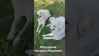 Абруццкие овчарки Маремма #собачки #собака #овчарка #doglife #dogvlog #dogshort #dogvideo #dogs #yt