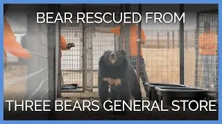 Sevierville, TN Bear Rescue