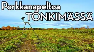 Aarrejahdissa porkkanapellolla! Keskiaikaa ja hopeaa juuresten seasta metallinpaljastimella