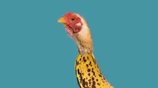 Crazy Music Channel | Chicken Banana | 0,25x Slow