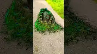 peacock 🦚 maintenance feather 🦚 Peacocks feather #peacock #trending #peaceful #shorts