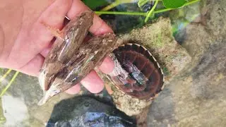 Catch fish. What kind of fish is this? With a baby turtle and other fish.🐠