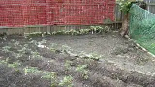 Avery's Garden