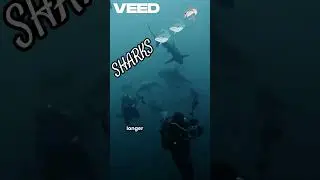 SHARKS 🐋🦈 #FACTS #LIKE #VIBES# VIDEO