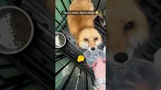 Funny fox 🦊🤣 #funnyshorts #funny #funnyanimals #pets #animals #cute #fyp #funnyvideo #usa #fox