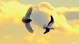 Snowy Owl chasing Great Black-back Gull, the largest gull in the world