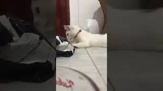 Wild Instinct&hellip; #shorts #cute #animals #kawaii #cat