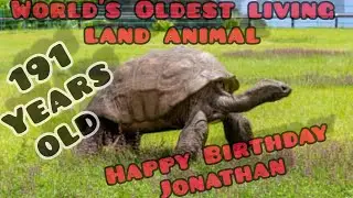 World's Oldest Living Land Animal | Jonathan the Tortoise | 191 Years Old | HBD Jonathan