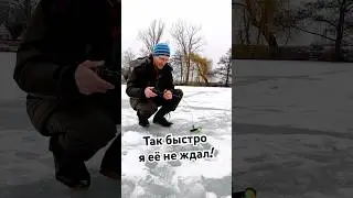 НЕ УСПЕЛ докончить фразу как она клюнула! #щуканажерлицы