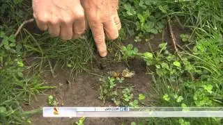 Cicadas Return to East Coast after 17 Years HD 1080p