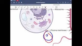 Bio lab 2 - Cell structure and function - Khaled Salman 