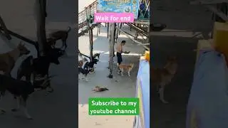 Man Giving Food Dog royalty 🧍🐶🐕🦮