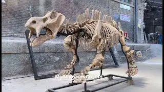 Extinct Animal Fossil | Kannemeyeria Skeleton Museum Exhibition