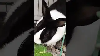 DUTCH RABIT EAT #dutch #rabbiteating #shorts