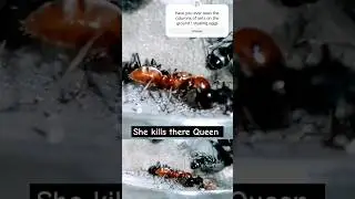 Polyergus Queen and her Formica worker save ants . #ants #shorts