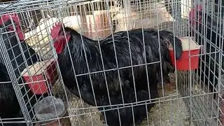orpington negro preparado para expo LOBOS BUENOS AIRES ARGENTINA!!