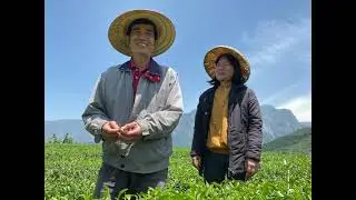 Formosan Farms Alishan High Mountain Oolong