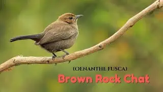 Dazzling Beauty of Brown Rock Chat: Watch This Spectacle Unfold