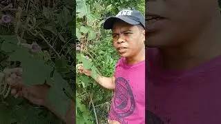 Cobra vine herbal medicine sa probinsya. #herbal #trending #viralshorts #backyardvlogs27