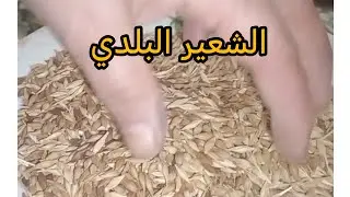 طريقة استعمال الشعير البلدي في كثير من الوصفات