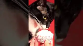 Cat Licking Whipped Cream #Shorts