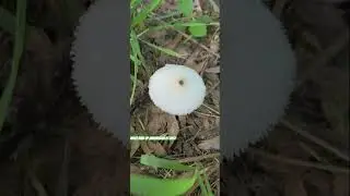 what kind of mushroom? #mushroom #mycology #weepingwillow #nature #naturelovers #naturesounds
